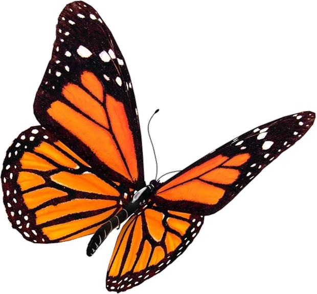 Monarch Orange Butterfly 