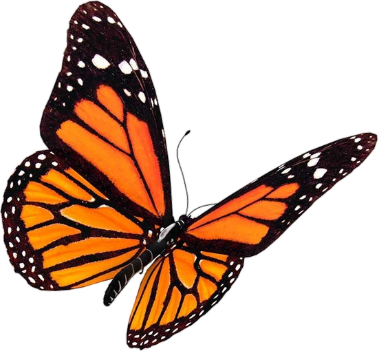 Monarch Orange Butterfly 